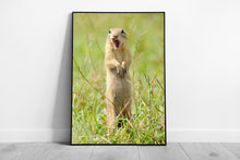 Load image into Gallery viewer, Wild Prairie Dog Wall Art  Funny Animal Photography Print  Framed Picture Decor - Print Store
