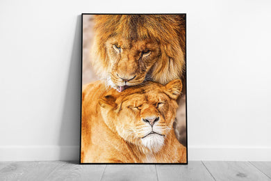 Wildlife Photography Wall Art Loving Lion Couple Print Stunning Framed Artwork - Print Store