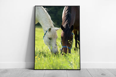 White  Brown Horses Grazing in Spring Meadow Wall Art Print Framed Picture - Print Store