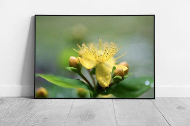 Yellow Flower Wall Art Print with Dew Raindrops  Framed Ready to Hang Décor - Print Store