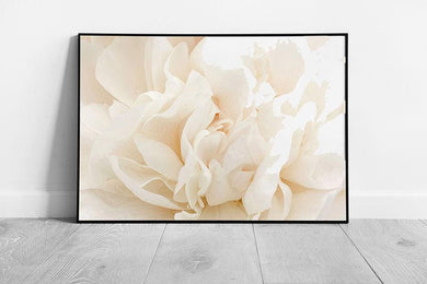White Cream Peony Flower Petals Wall Art Print  Soft Close Floral Nature Photography Framed Decor - Print Store