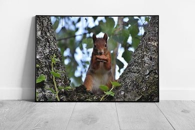 Wild Red Squirrel Wall Art Print  Framed Picture of Squirrel Eating Nut  Ready to Hang Decor - Print Store