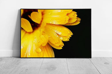 Vibrant Calendula Marigold Wall Art: Sunlit Floral Print with Raindrops, Framed Nature Decor - Print Store