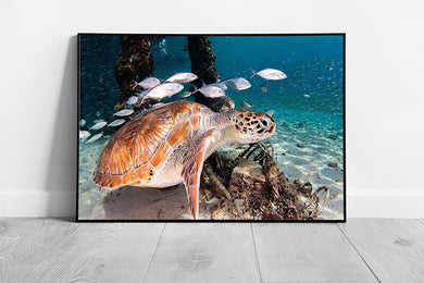 Vibrant Sea Turtle  Fish Underwater Photography Print  Framed Ocean Wall Art - Print Store