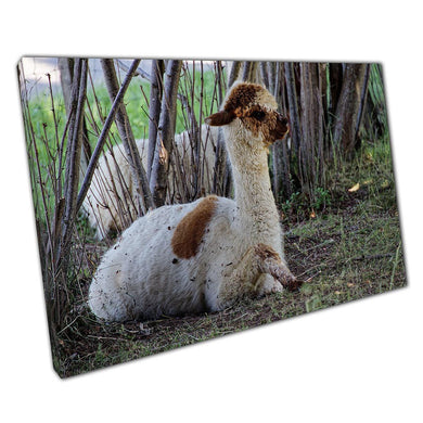Alpaca Wall Art Print - Brown  White Spotted Alpaca Resting in Shade Canvas Picture for Home Office Decor - Print Store