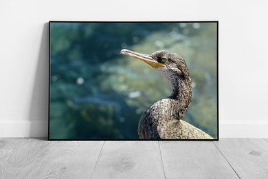 Wild Grey Duck Standing On The Seashore Against A Calm Blurred Natural Blue Seascape Wall Art Print on Paper Framed Picture print - Print Store