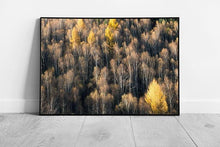 Load image into Gallery viewer, Woodland Birds-Eye View Wall Art Print  Framed Nature Decor Ready to Hang - Print Store
