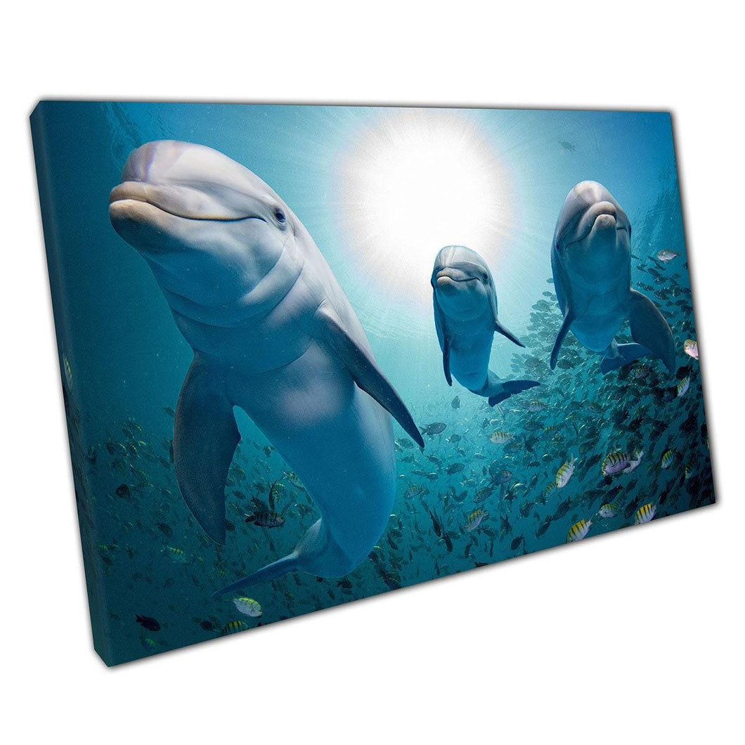 Dolphin  Tropical Fish Canvas Art  Ocean Scene Wall Decor for Home  Office - Print Store