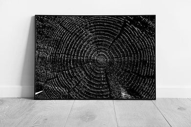 Wood Grain Tree Trunk Cross-Section Wall Art Print  Abstract Monochrome Photography Framed Decor - Print Store