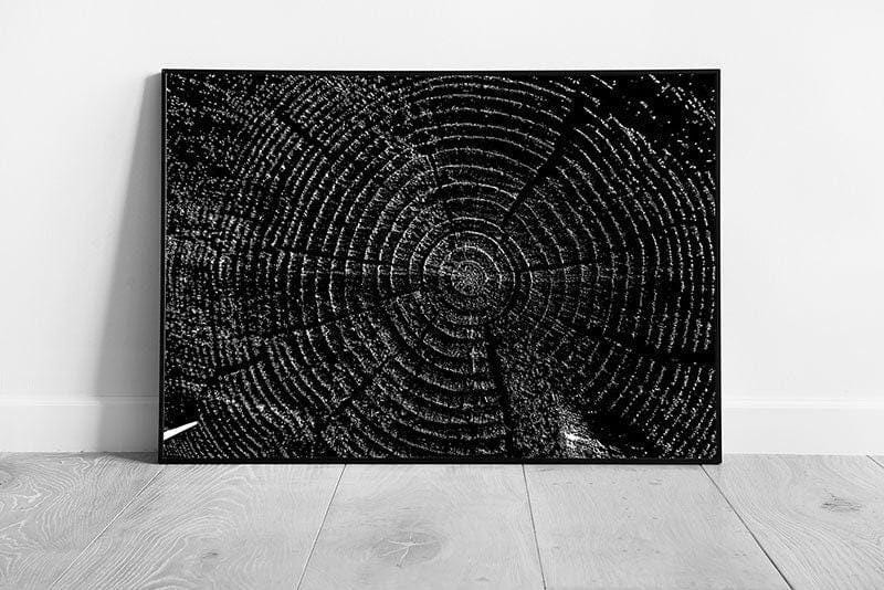 Wood Grain Tree Trunk Cross-Section Wall Art Print  Abstract Monochrome Photography Framed Decor - Print Store