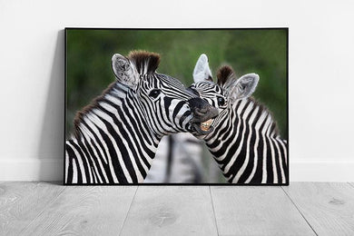 Zebra Wall Art Print - Two Southern African Plains Zebras Sharing a Moment - Funny Framed Animal Picture - Print Store