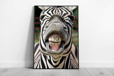 Zebra Wall Art Print - Funny Smiling Face Animal Photography Framed Picture - Print Store