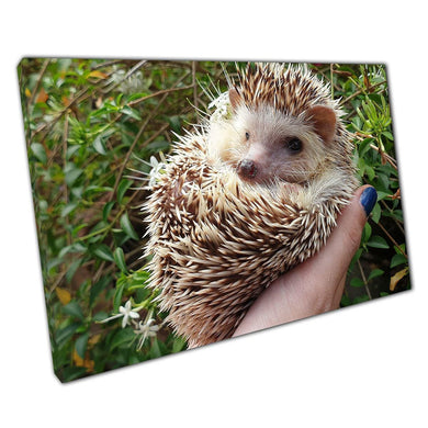 Adorable Pygmy Hedgehog Wall Art: Whimsical Wildlife Canvas Print for Home & Office Decor - Print Store