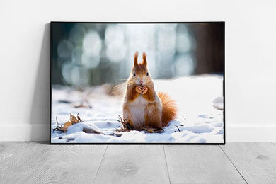 Winter Forest Red Squirrel Framed Wildlife Photography - Arboreal Animal Eating Nuts Wall Art Print - Print Store
