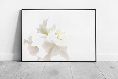 White Floral Abstract Photography Print  Dreamy Blooming Flower Petals Wall Art - Print Store