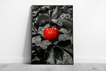 Load image into Gallery viewer, Vibrant Red Apple Wall Art Print: Framed Modern Kitchen Decor, Ready to Hang - Print Store
